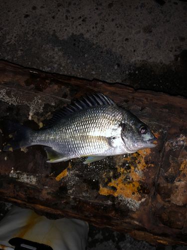 キビレの釣果