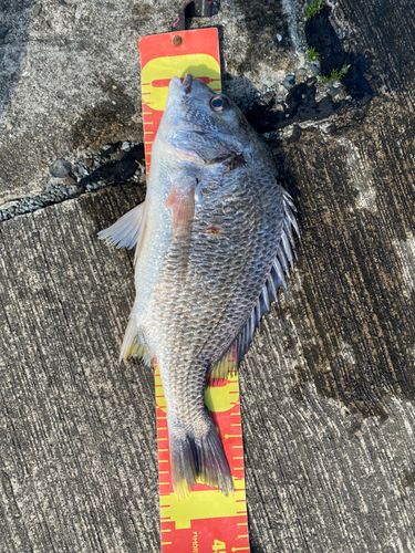 キビレの釣果