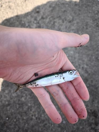 サバの釣果