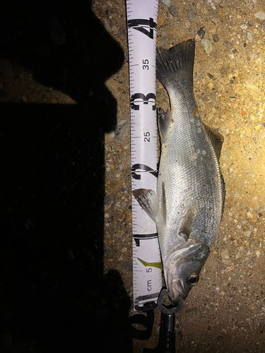 セイゴ（ヒラスズキ）の釣果