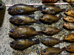 メバルの釣果