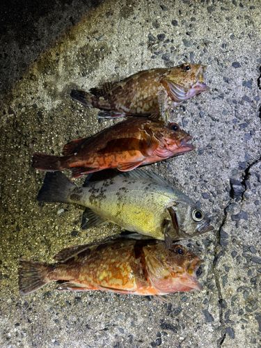 メバルの釣果