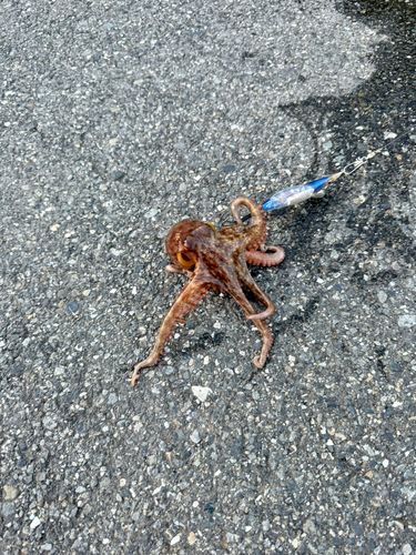 タコの釣果