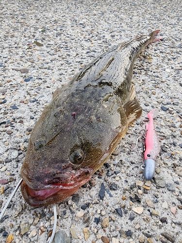 マゴチの釣果