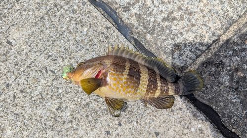 アオハタの釣果