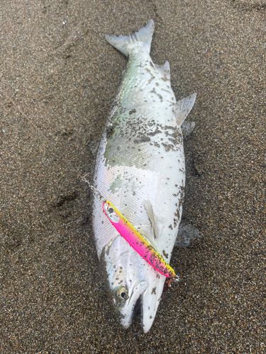サクラマスの釣果