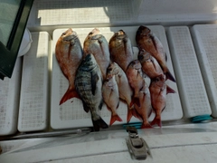 マダイの釣果