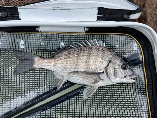 チヌの釣果