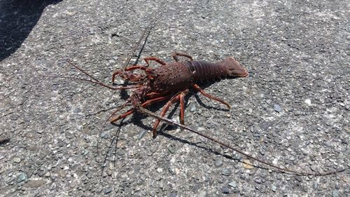 イセエビの釣果