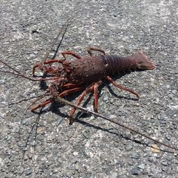 イセエビ
