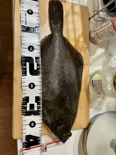 マコガレイの釣果