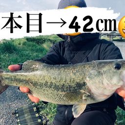 ブラックバス