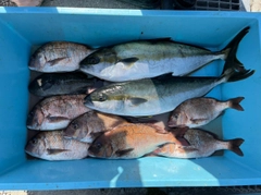 ワラサの釣果