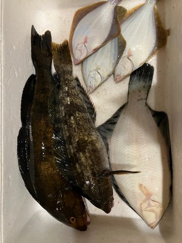 アブラコの釣果