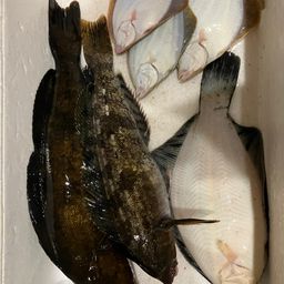 アブラコ