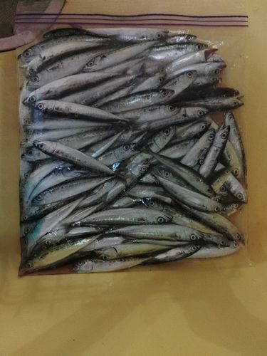 サバの釣果