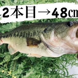 ブラックバス