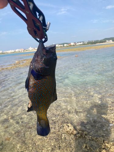 アオノメハタの釣果