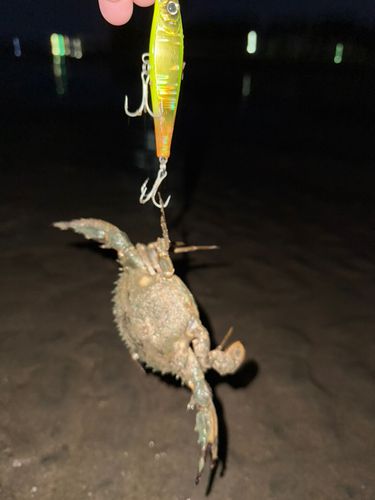 カニの釣果