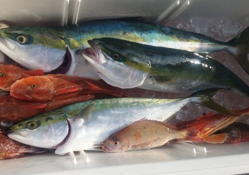 ブリの釣果