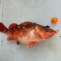 カサゴ