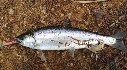 サクラマスの釣果