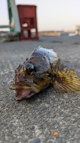 カサゴの釣果