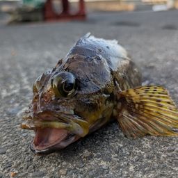 カサゴ