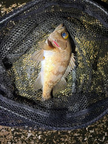 シロメバルの釣果