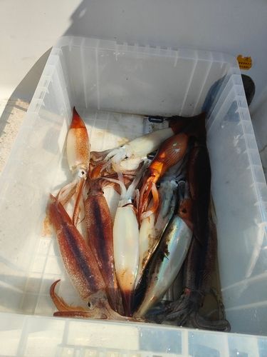 スルメイカの釣果