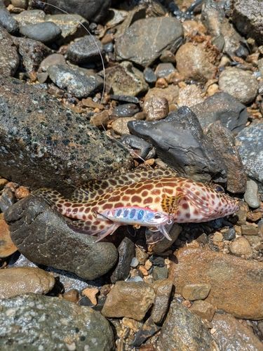 イシミーバイの釣果