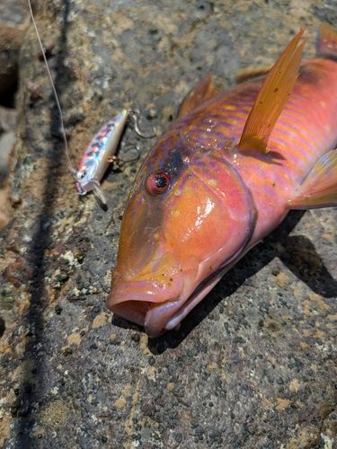 オジサンの釣果