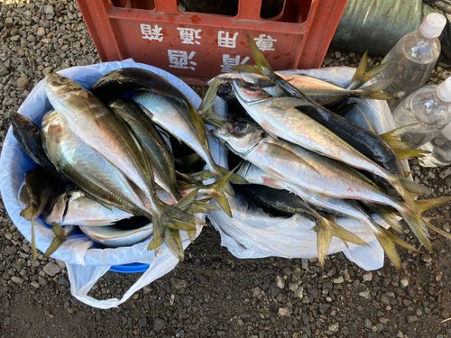 アジの釣果