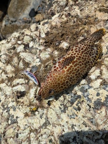 イシミーバイの釣果