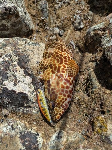 イシミーバイの釣果