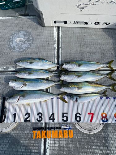 ハマチの釣果