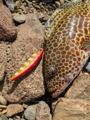 イシミーバイの釣果