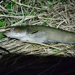 ナマズ