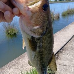 ラージマウスバス