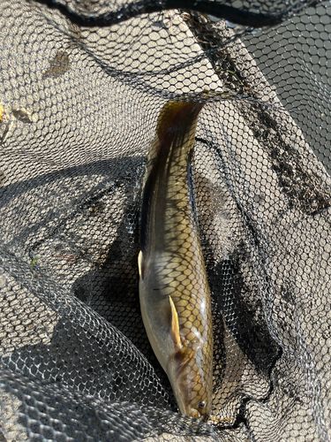 ナマズの釣果