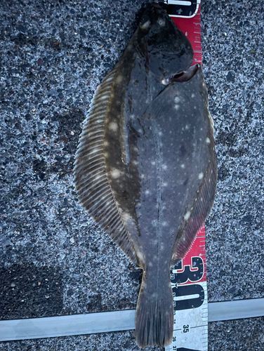 スナガレイの釣果