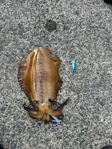 アオリイカの釣果