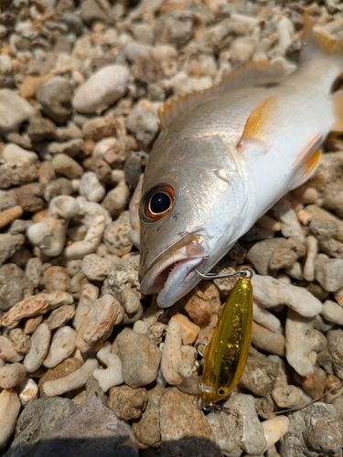ヤマトビーの釣果