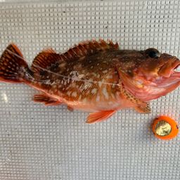 カサゴ