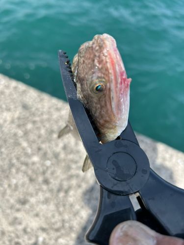 トカゲエソの釣果