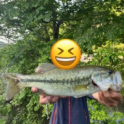 ラージマウスバス