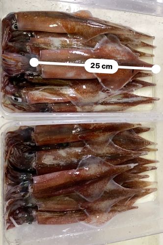 ヤリイカの釣果