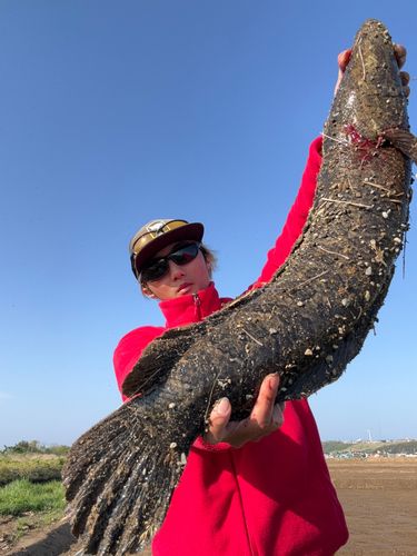 ライギョの釣果