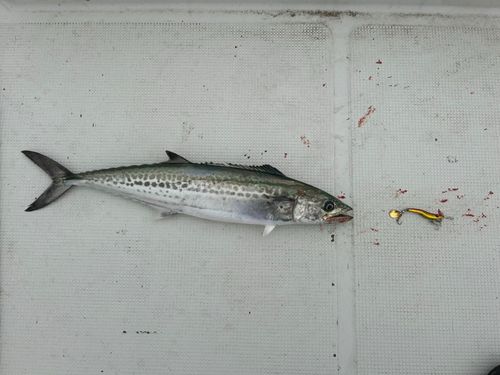 サゴシの釣果
