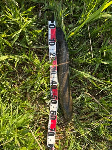 ライギョの釣果